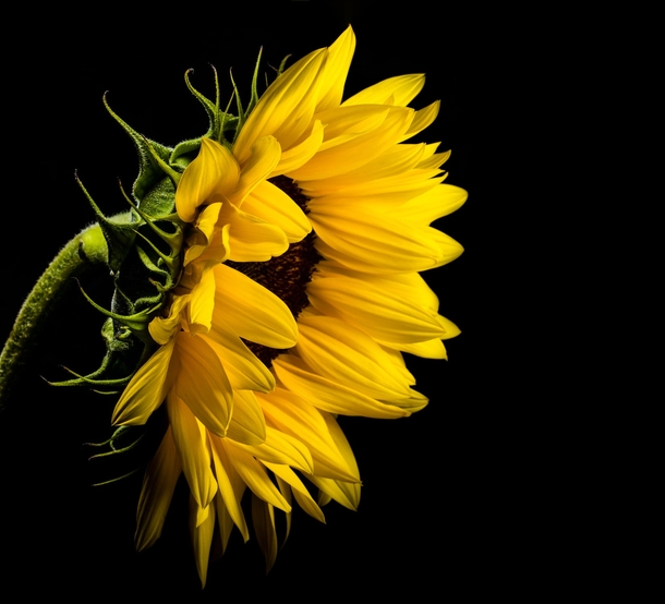 10 Beautiful Sunflower Images That Will Brighten Your Day - picture 7