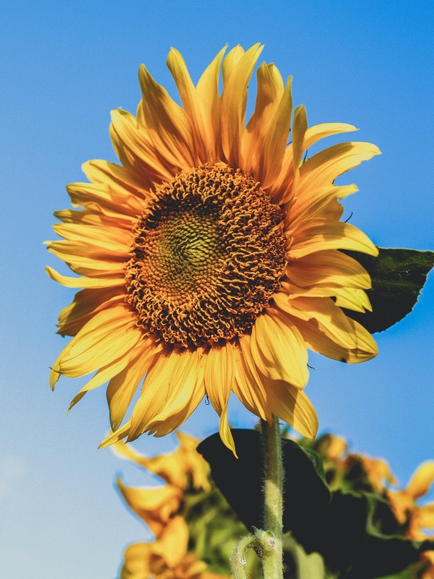10 Beautiful Sunflower Images That Will Brighten Your Day - picture 8