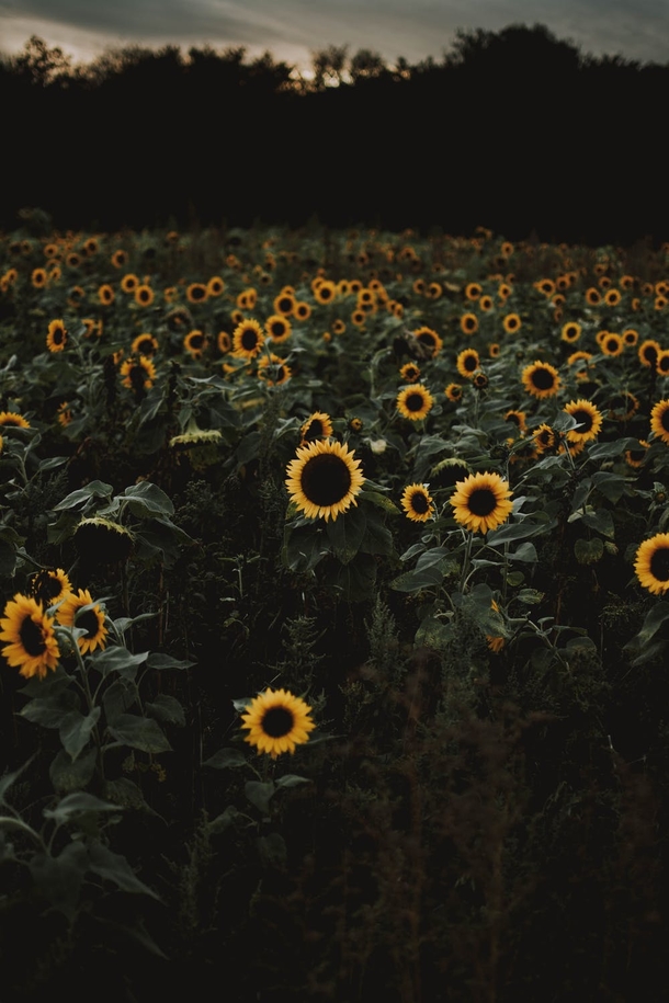 10 Beautiful Sunflower Images That Will Brighten Your Day - picture 9