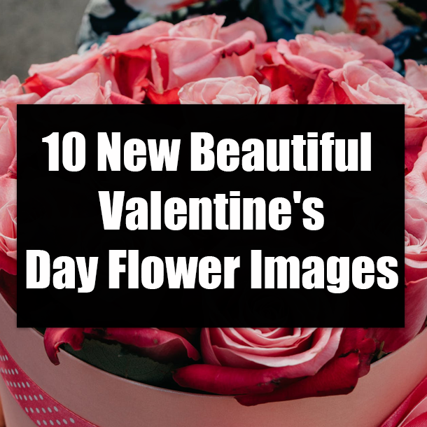 10 Beautiful Valentine's Day Flower Images