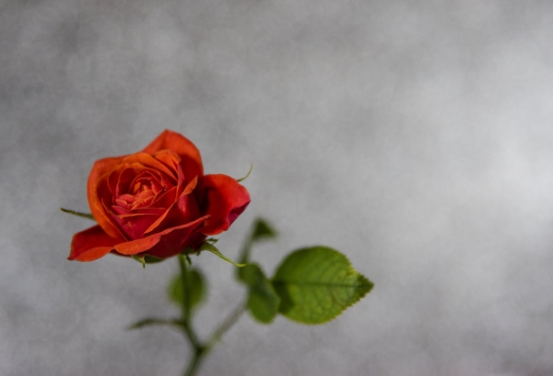 10 Beautiful Valentine's Day Flower Images - picture 10