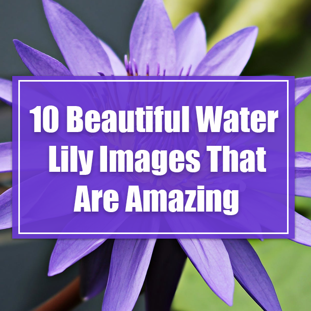 10 Beautiful Water Lily Images That Are Amazing