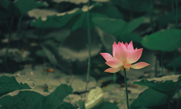 10 Beautiful Water Lily Images That Are Amazing - picture 11