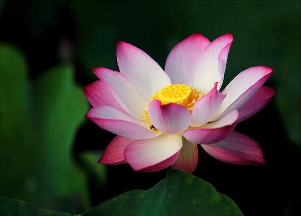 10 Beautiful Water Lily Images That Are Amazing - picture 2