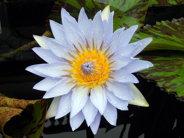 10 Beautiful Water Lily Images That Are Amazing - picture 3