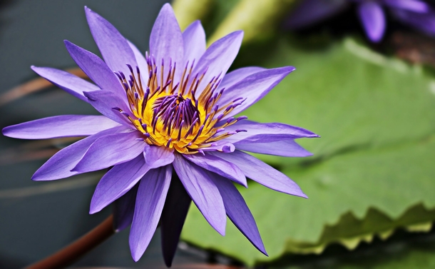 10 Beautiful Water Lily Images That Are Amazing - picture 4