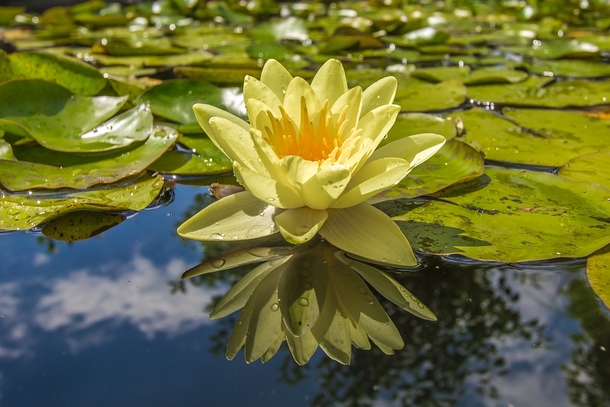 10 Beautiful Water Lily Images That Are Amazing - picture 5