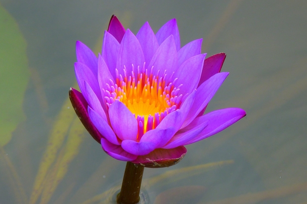10 Beautiful Water Lily Images That Are Amazing - picture 6