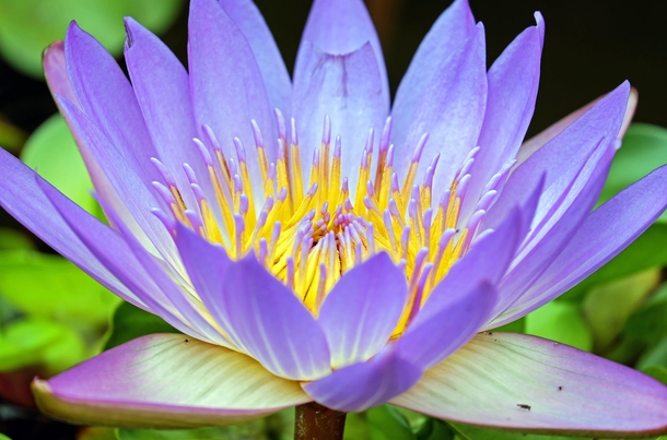 10 Beautiful Water Lily Images That Are Amazing - picture 7