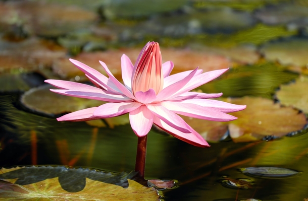 10 Beautiful Water Lily Images That Are Amazing - picture 8