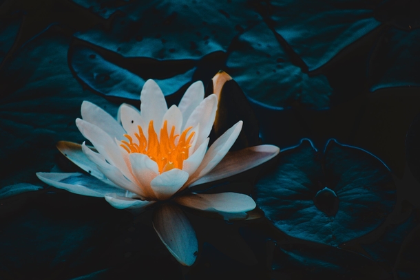 10 Beautiful Water Lily Images That Are Amazing - picture 9