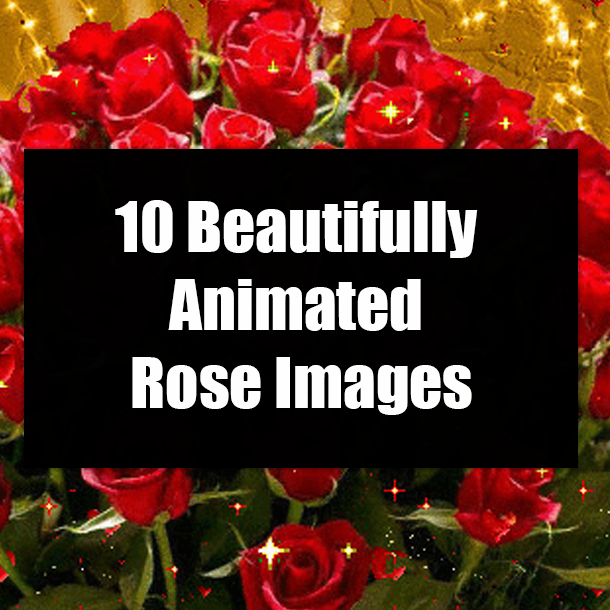 10 Beautifully Animated Rose Images