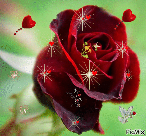 10 Beautifully Animated Rose Images - picture 7