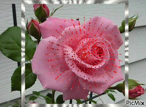 10 Beautifully Animated Rose Images - picture 9