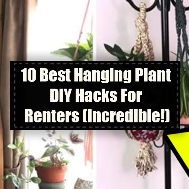 10 Best Hanging Plant DIY Hacks For Renters (Incredible!)
