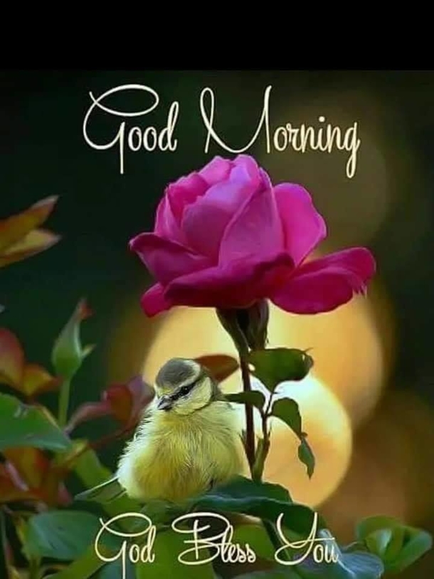 10 Best Inspirational & Beautiful Good Morning Quotes - picture 4