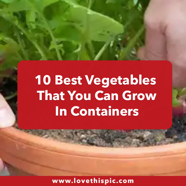 10 Best Vegetables That You Can Grow In Containers