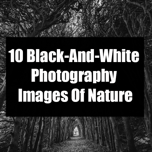 10 Black-And-White Photography Images Of Nature