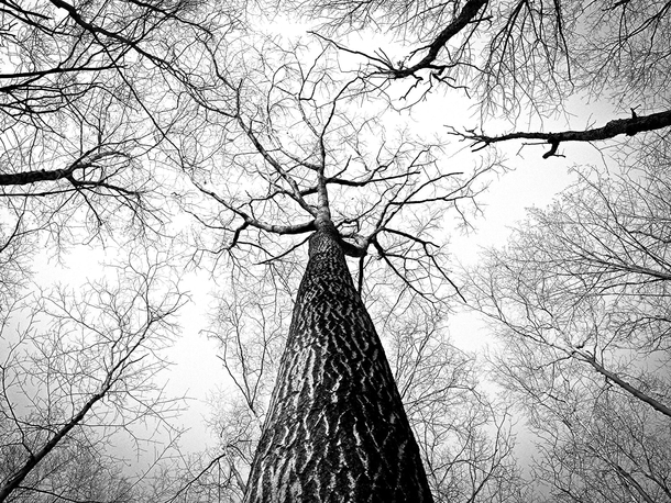 10 Black-And-White Photography Images Of Nature - picture 3