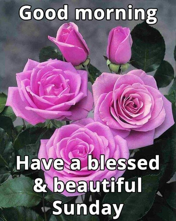 10 Blessed And Beautiful Sunday Quotes For Happiness Throughout The Day - picture 4