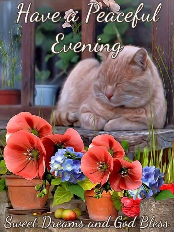 10 Blissful Good Night Quotes & Sayings - picture 2