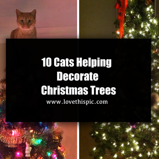 10 Cats Helping Decorate Christmas Trees