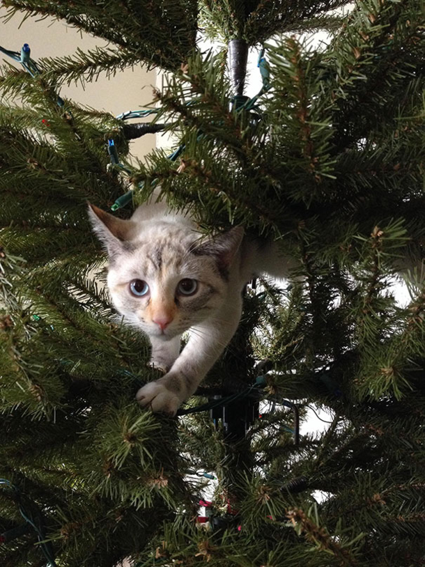 10 Cats Helping Decorate Christmas Trees - picture 10
