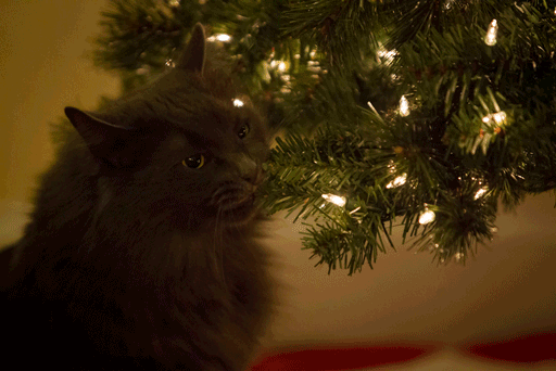 10 Cats Helping Decorate Christmas Trees - picture 11