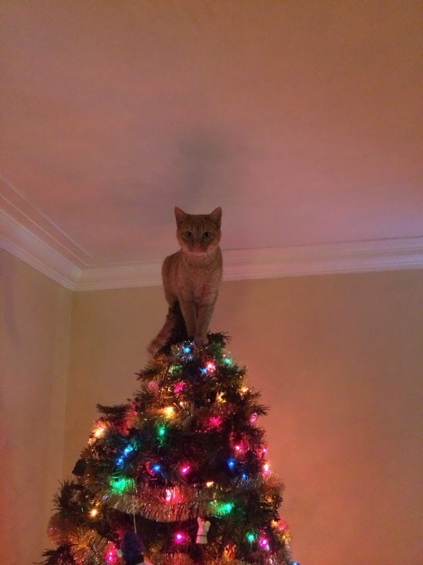 10 Cats Helping Decorate Christmas Trees - picture 2