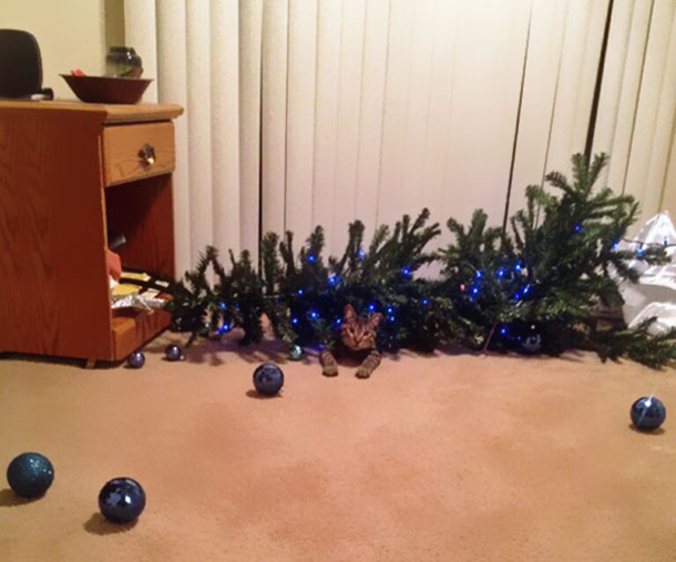 10 Cats Helping Decorate Christmas Trees - picture 3