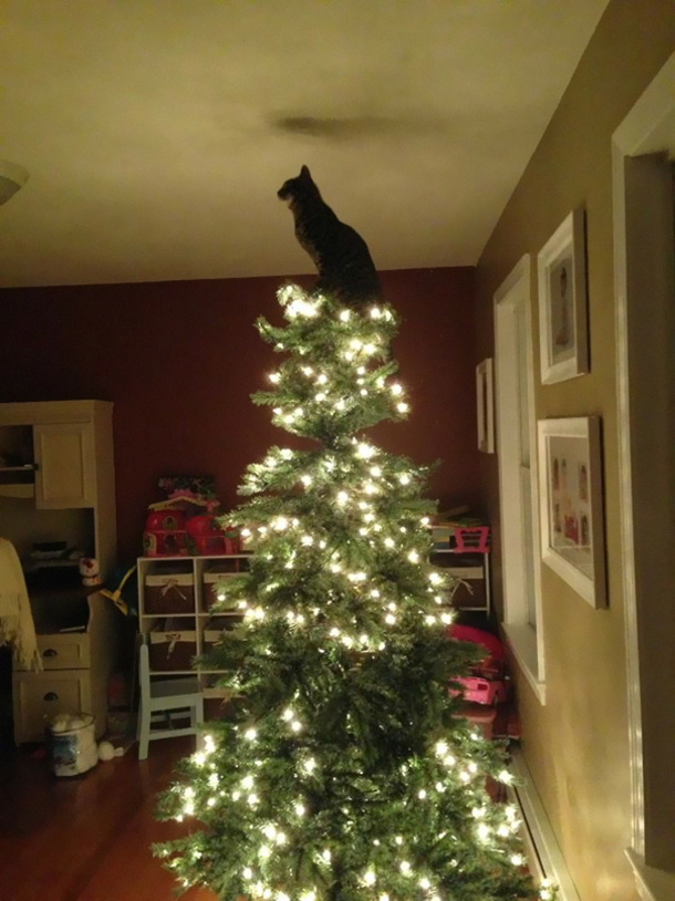 10 Cats Helping Decorate Christmas Trees - picture 4