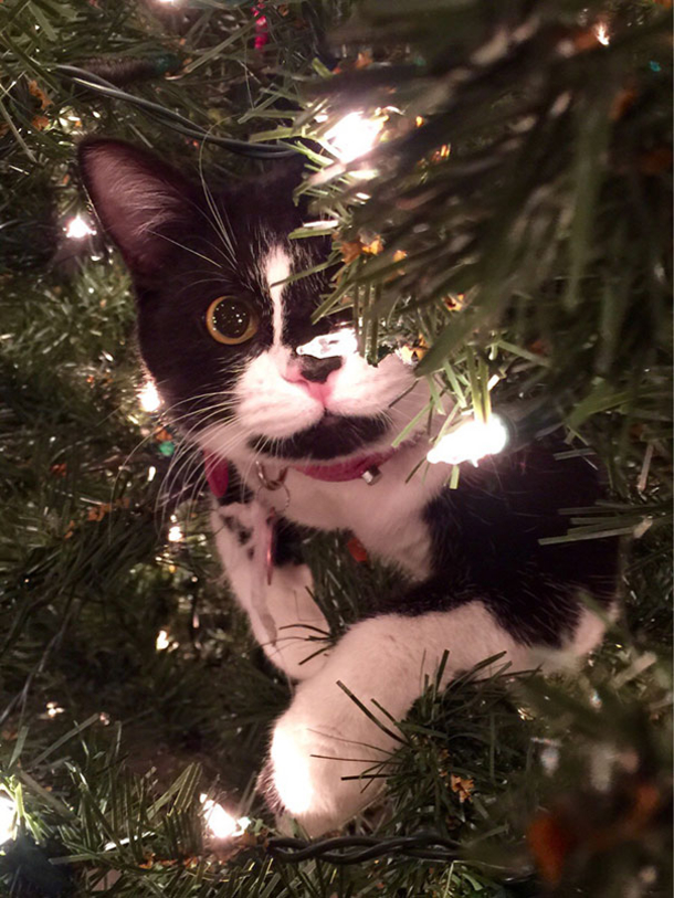 10 Cats Helping Decorate Christmas Trees - picture 5