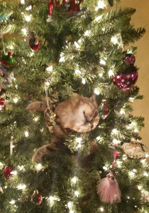 10 Cats Helping Decorate Christmas Trees - picture 6