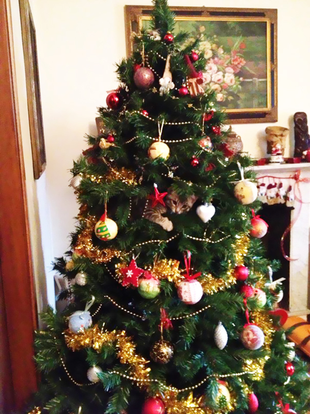10 Cats Helping Decorate Christmas Trees - picture 7