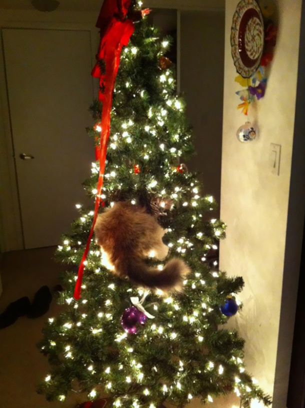 10 Cats Helping Decorate Christmas Trees - picture 8