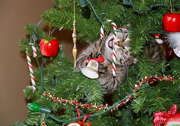 10 Cats Helping Decorate Christmas Trees - picture 9