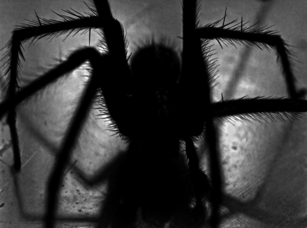 10 Creepy Photos That Prove That Halloween Is Coming - picture 12