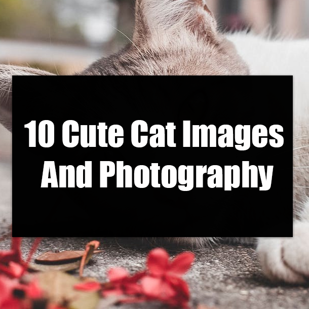 10 Cute Cat Images And Photography