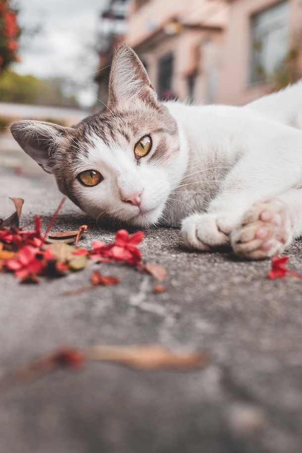 10 Cute Cat Images And Photography - picture 10