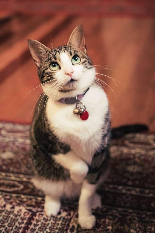 10 Cute Cat Images And Photography - picture 11