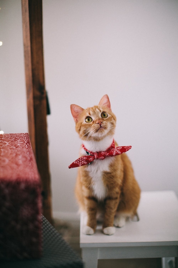 10 Cute Cat Images And Photography - picture 2
