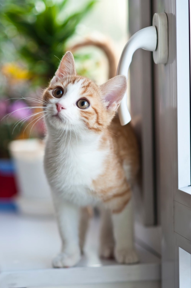 10 Cute Cat Images And Photography - picture 3