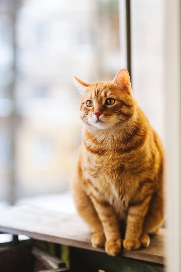 10 Cute Cat Images And Photography - picture 4