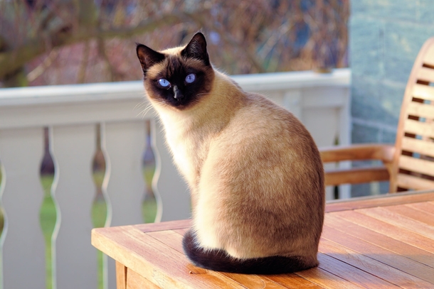 10 Cute Cat Images And Photography - picture 5