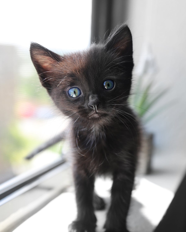 10 Cute Cat Images And Photography - picture 6