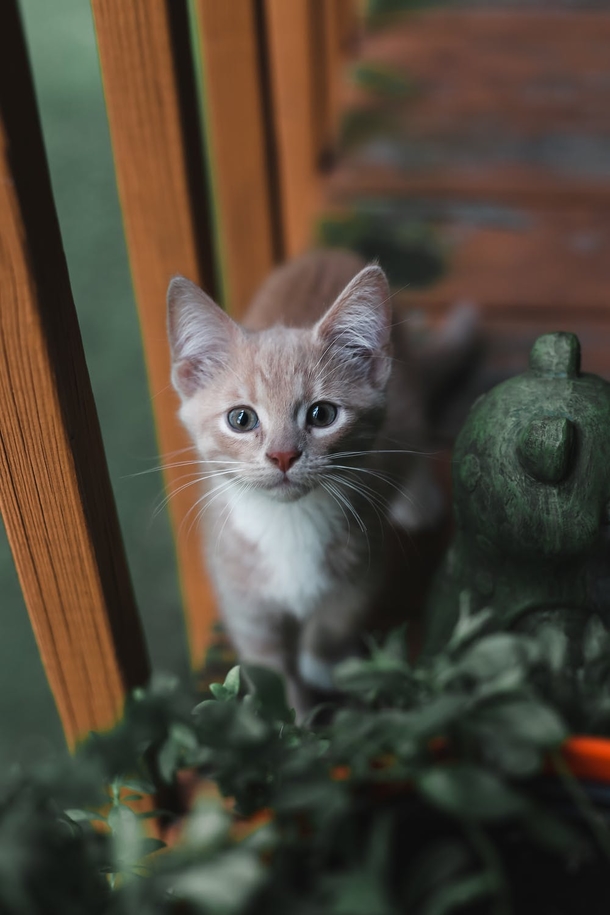 10 Cute Cat Images And Photography - picture 7