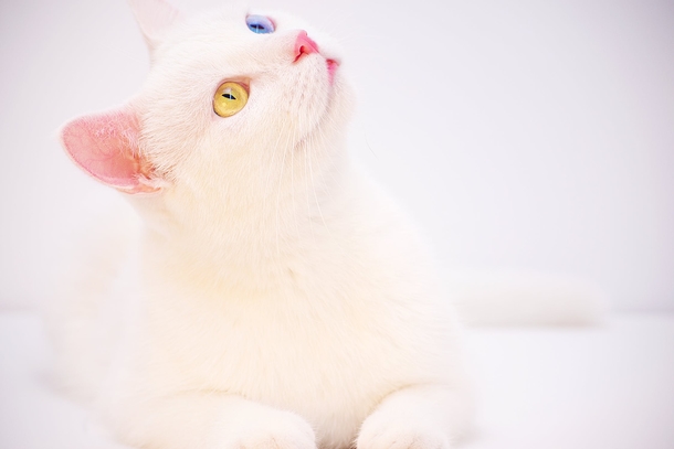 10 Cute Cat Images And Photography - picture 8