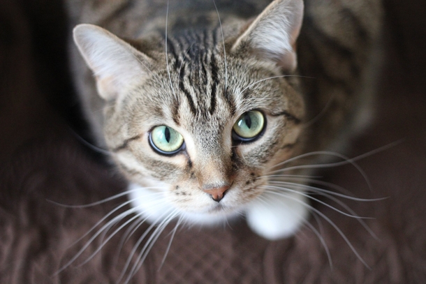 10 Cute Cat Images And Photography - picture 9
