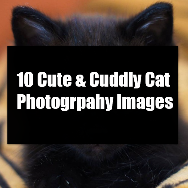 10 Cute & Cuddly Cat Photogrpahy Images