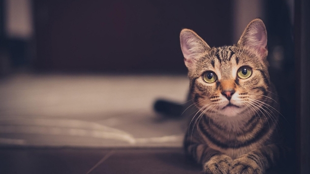 10 Cute & Cuddly Cat Photogrpahy Images - picture 10